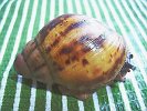 Archachatina marginata 6